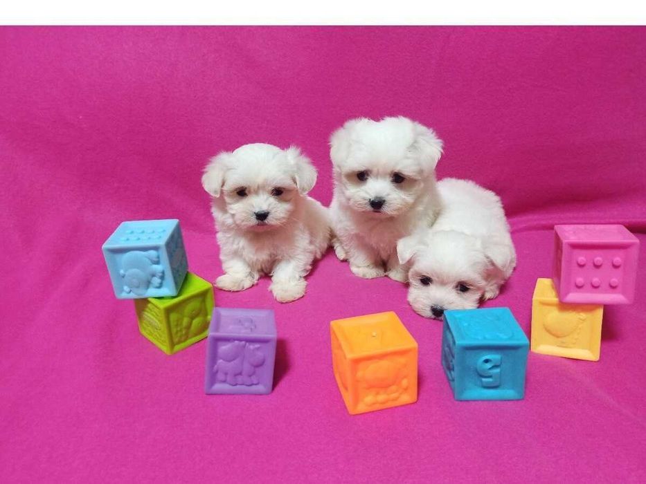 Maltańczyk szczeniaczek.