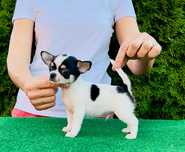 chihuahua super  FCI rodowód