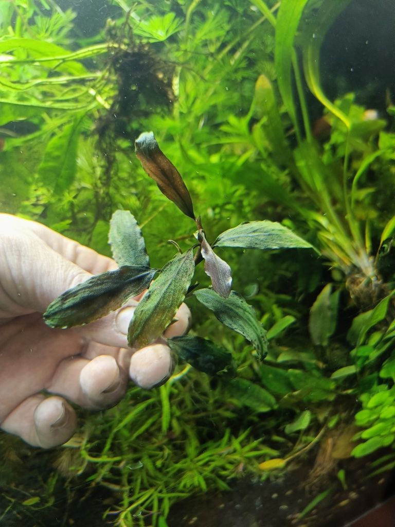 Rośliny akwariowe Bucephalandra Bucki duże sadzonki