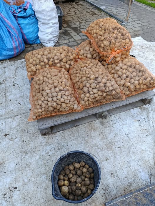 Ziemniaki drobne paszowe