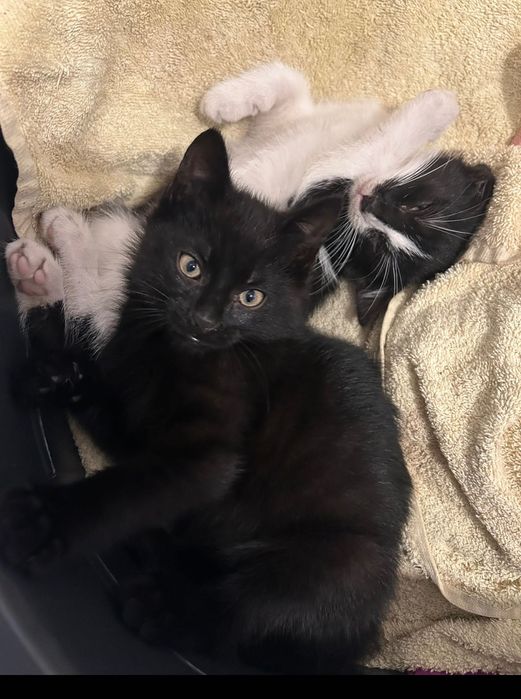 Młode koty szukają nowego domu