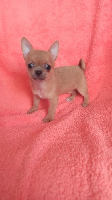 Чихуахуа.дівчинка. Вік два місяців. Чудо ізабелового кольору . Вакцино
