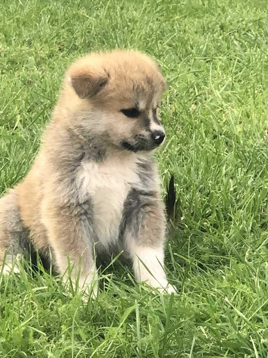 Akita Inu gotowe do odbioru
