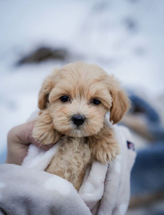 Maltipoo собака • мальтіпу міні ф1 – дитяча любов