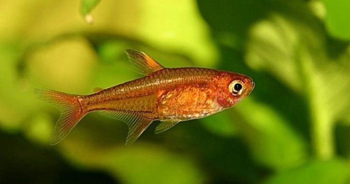 Bystrzyk Amandy - karlik