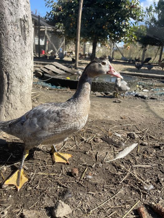 Patos criados na quinta