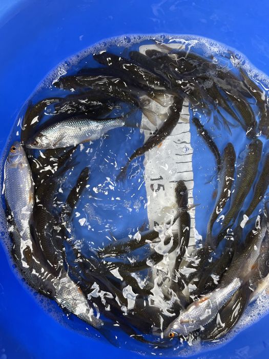 Płoć, płotka ryby do oczka wodnego