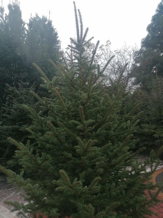 Choinki cięte, świerk srebrny zwykły serbski sprzedaż hurtowa i detal