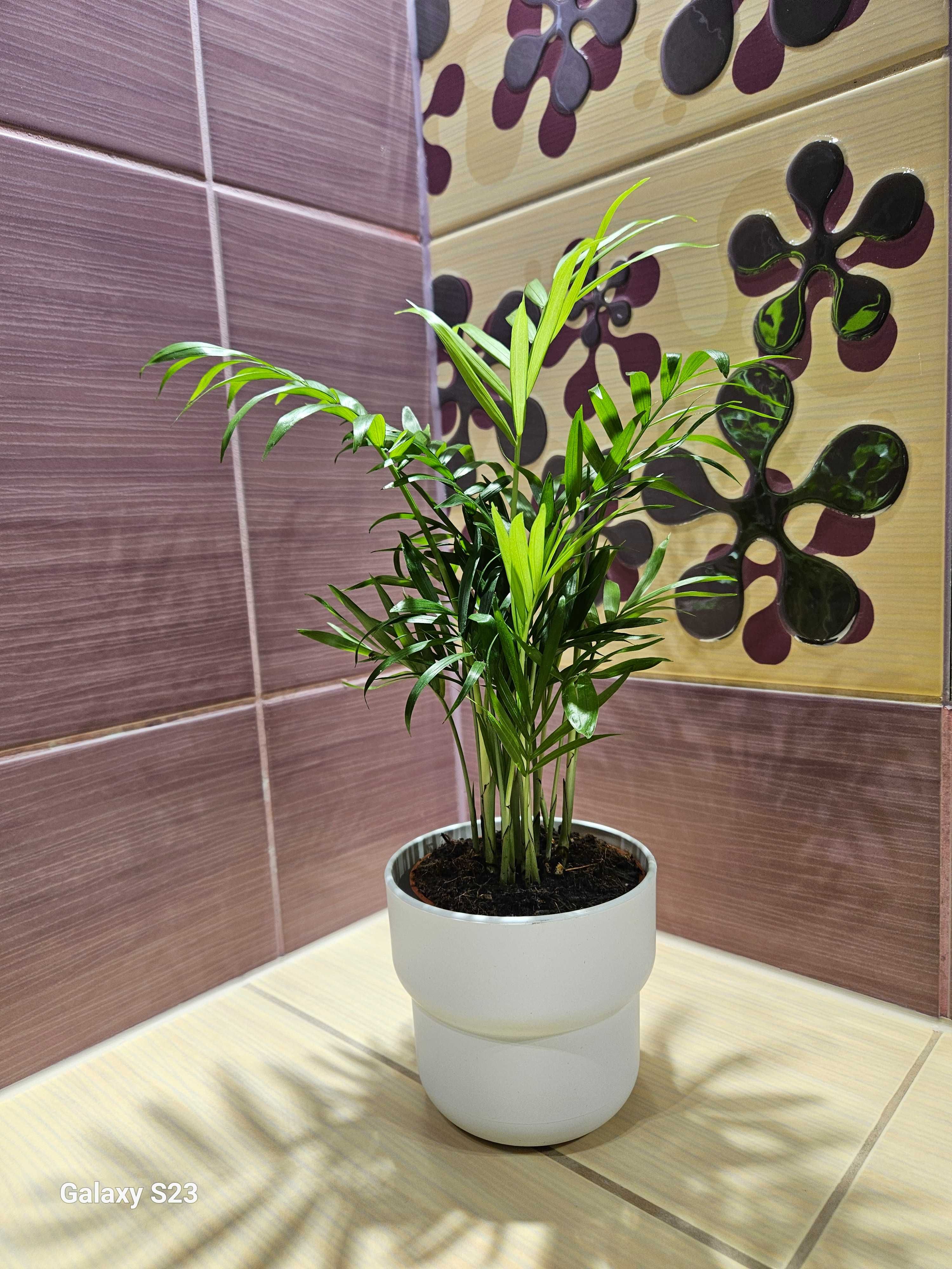 Apartament Stary Browar