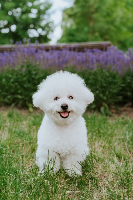 Bichon Frise szczenięta FCI – rezerwacje otwarte