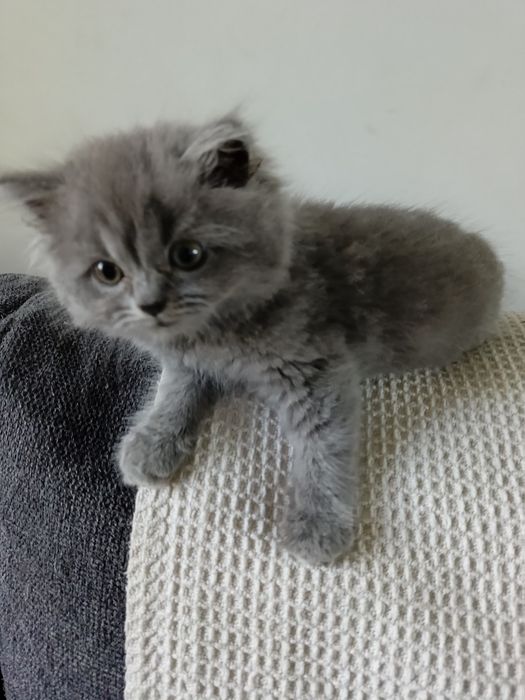 Kocurek Syberyjski gotowy do zmiany domu