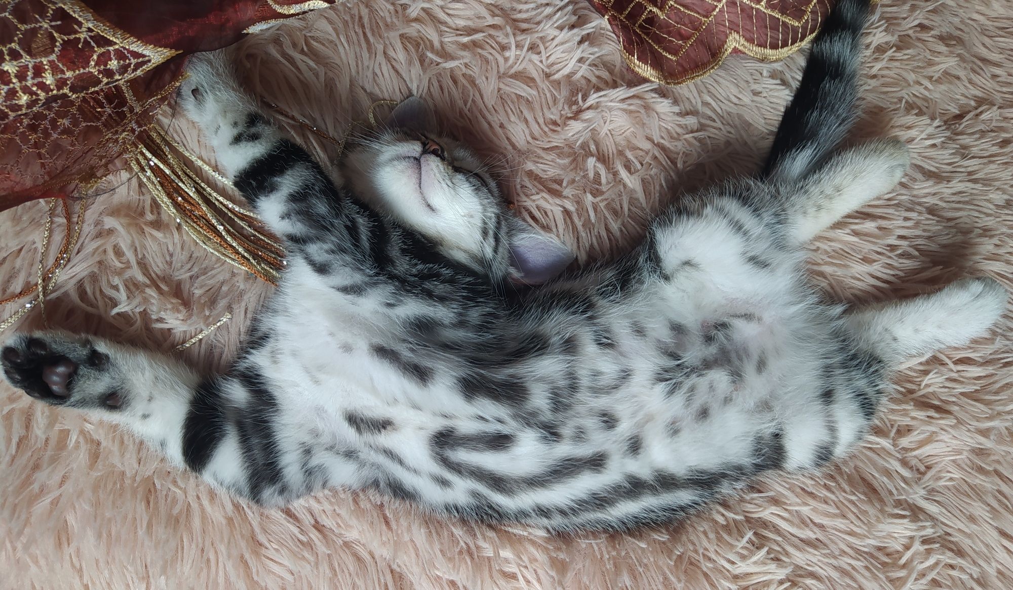 Мраморная кошечка