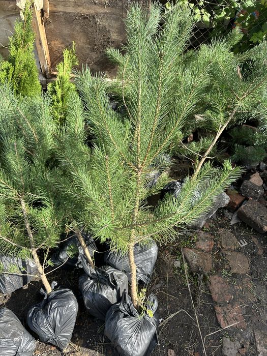 Саженцы Сосни Кримской, купить саженцы Сосни. Разной висоти.