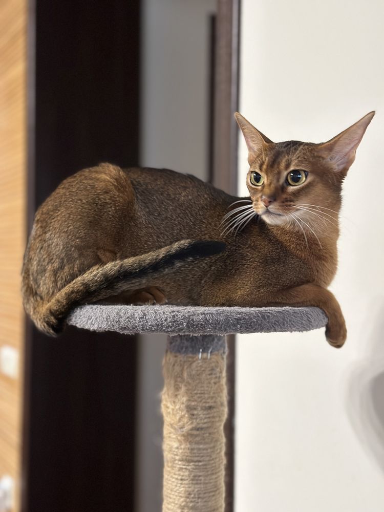 Абиссинская кошка с документами CFA