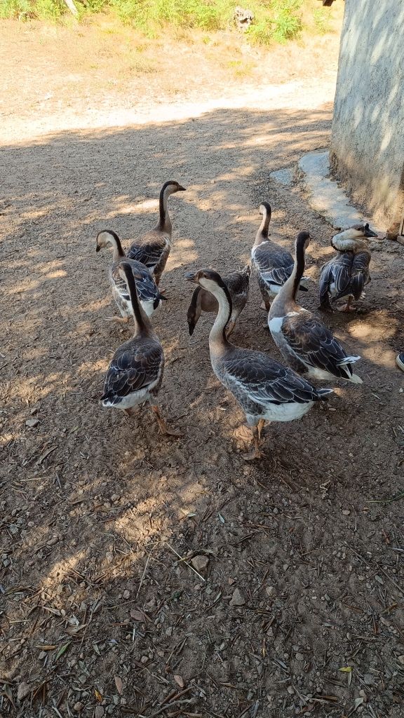 Gansos caseiros na zona de cabeceiras de basto