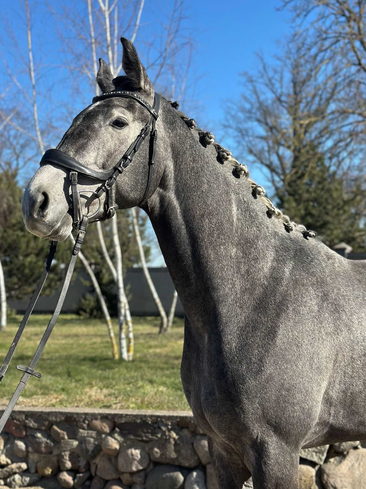 ogier, koń, 3-letni, zajeżdżony