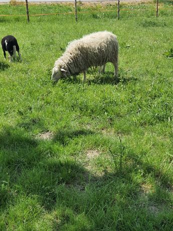 Owce fryzyjskie, lacaune owce