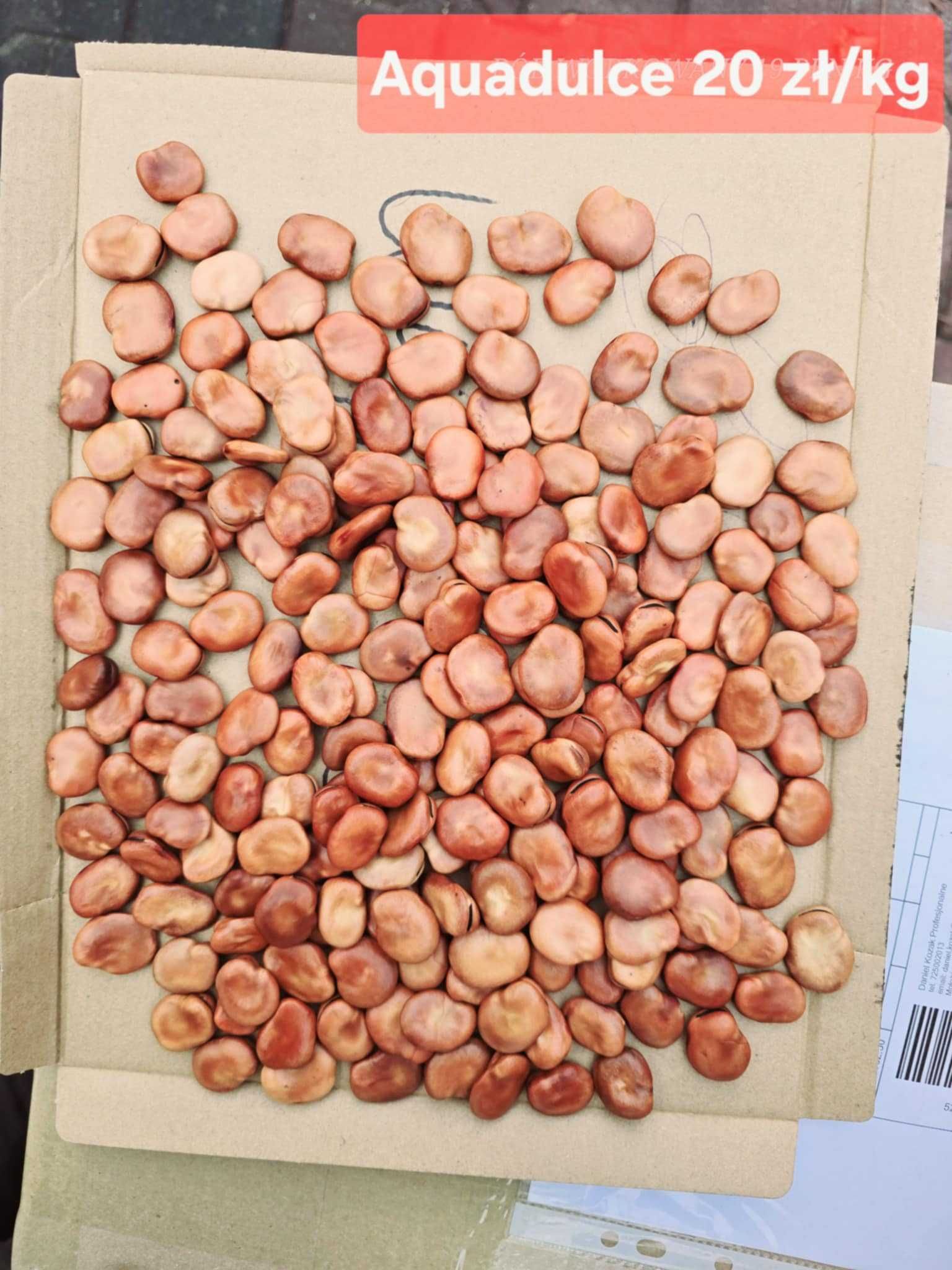 LUCERNA Koniczyna Sorgo Proso Wyka Groch Peluszka Rajgras Trawa Życica
