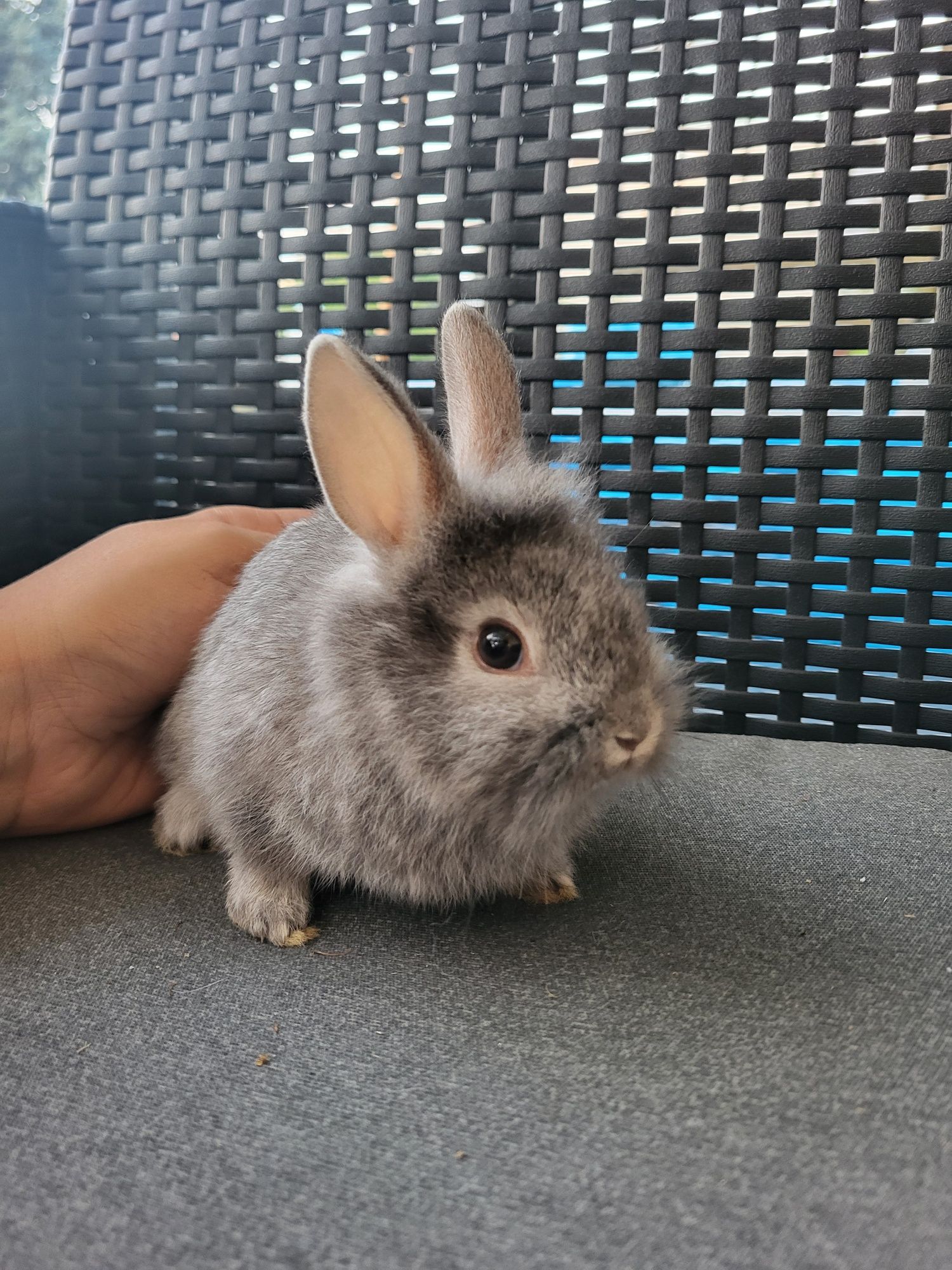 Króliczki miniaturki
