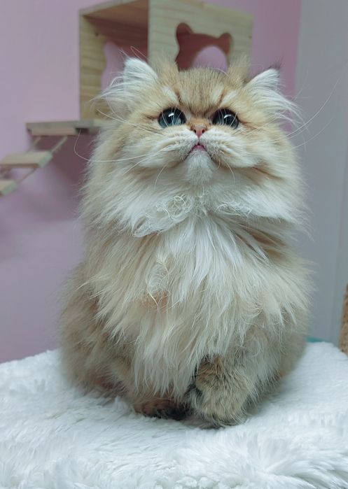 Menina british longhair golden