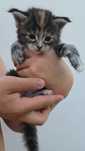 Menina Maine Coon