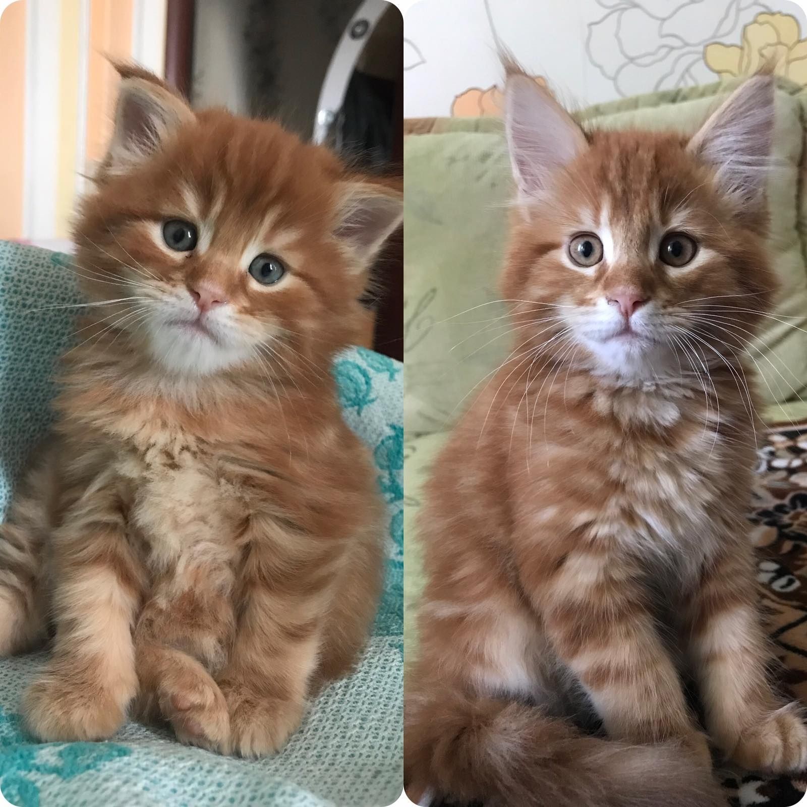Есть большой выбор котят.