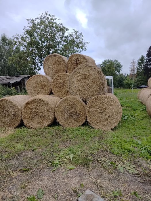 Sprzedam słomę po pszenicy