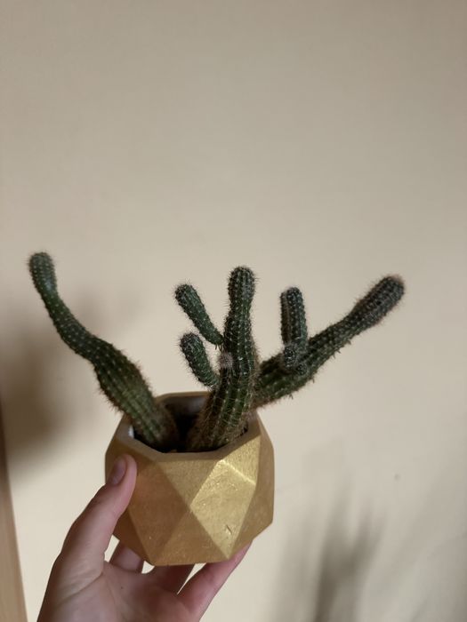 Кактус в кашпо вазон
