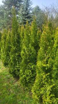 Thuja tuja szmaragd 150-200cm