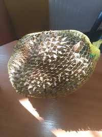 Sprzedam świeżo sprowadzony owoc  cały Durian  Król Owoców