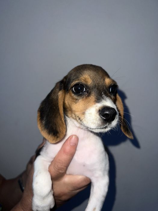 Beagle tricolor Femea