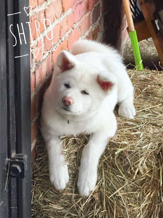 Akita Japońska*szczeniak*ZKwP*Shiro