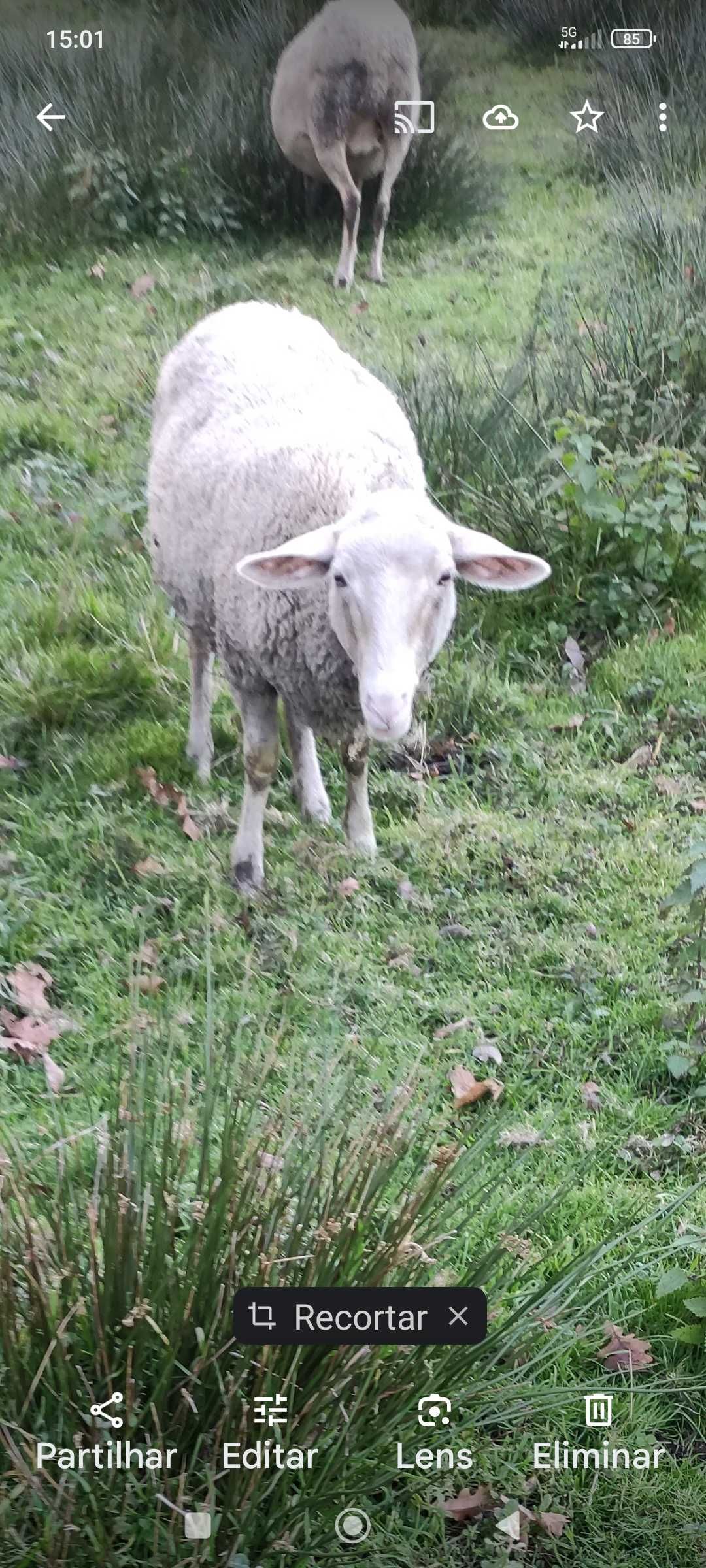 Vendo borrega já tosquiada,e possivelmente prenha