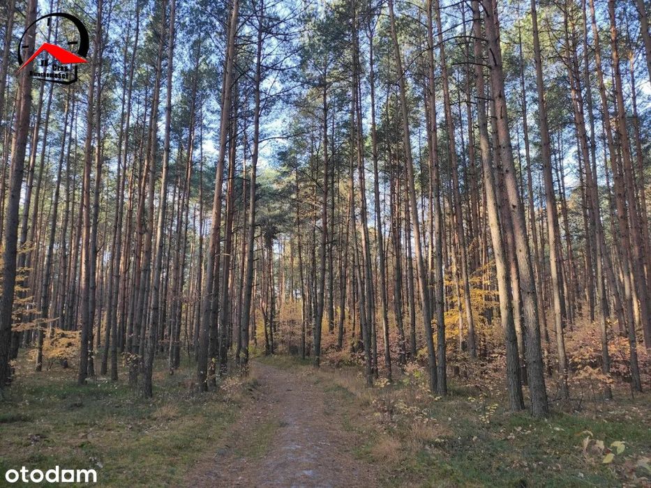 Działka w lesie, twój leśny zakątek
