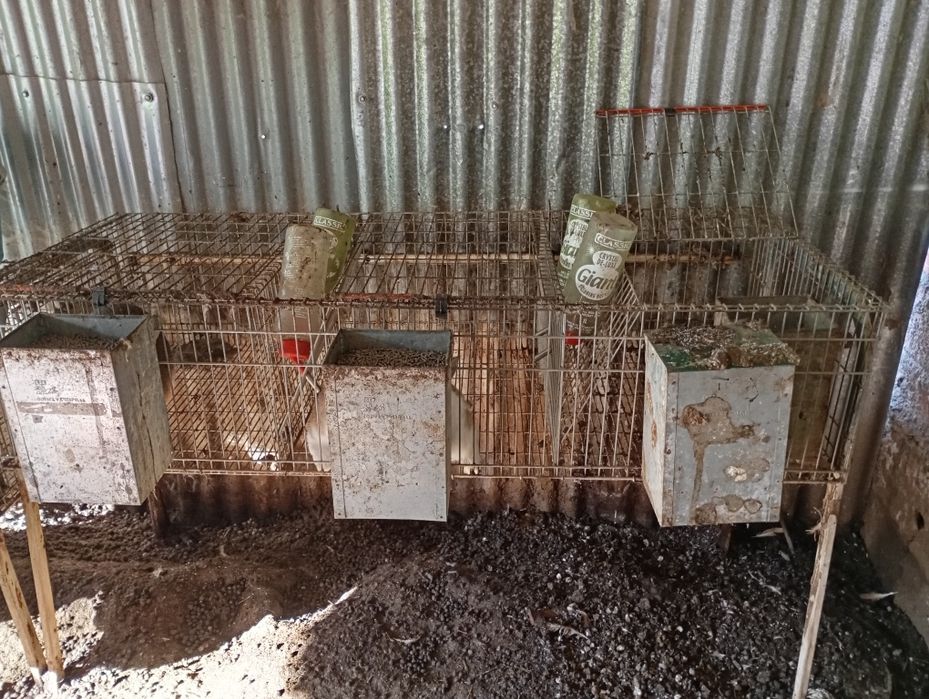 Coelheira 3 compartimentos