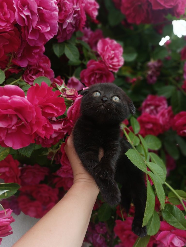 Безкоштовно кошенята