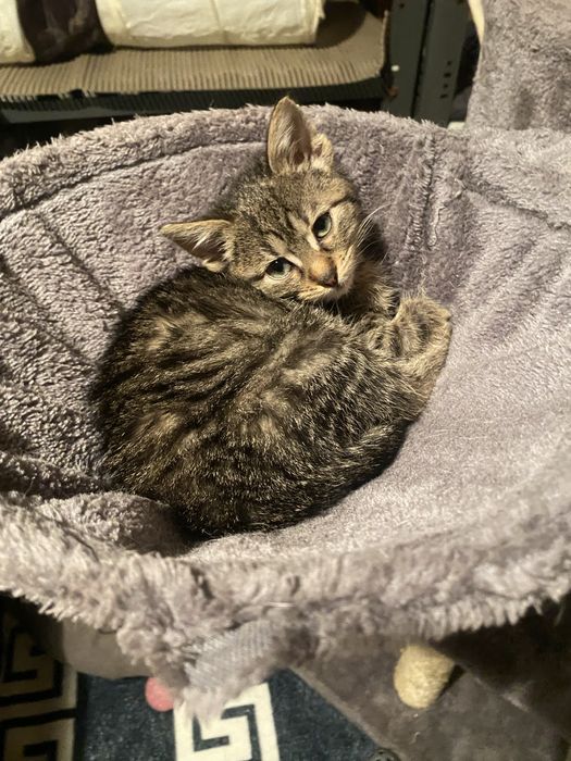 Bury 3 miesięczny kotek za darmo