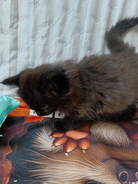 Kocurek Syberyjski .Gotowy do zamiany domu.