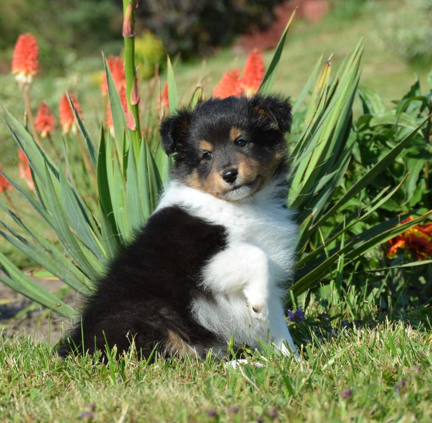 Owczarek Szetlandzki Sheltie piesek trikolor ZKwP/FCI