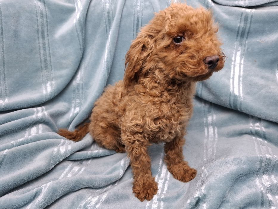 pudel miniaturowy szczeniak