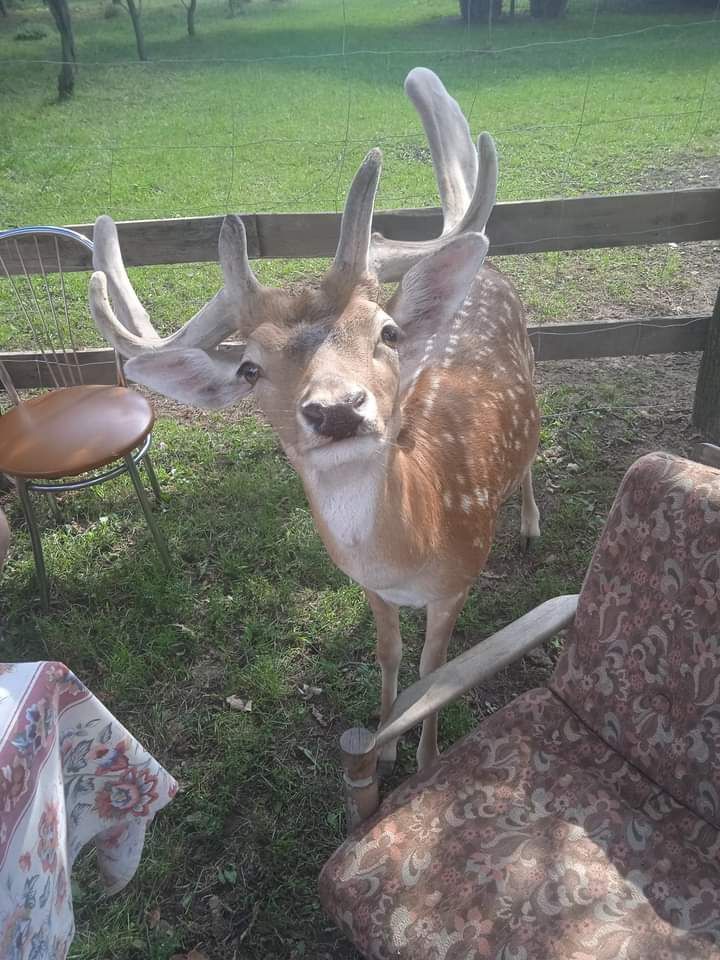 Wynajmę domek na okres letni