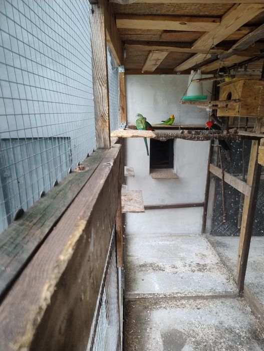 Sprzedam papugi faliste