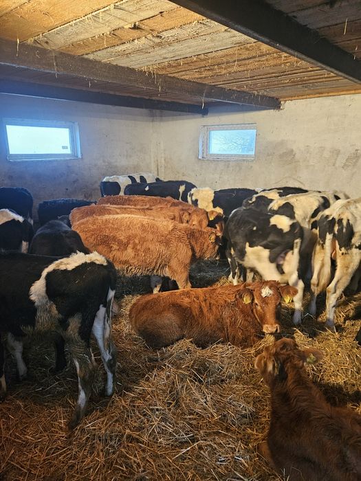 Cielęta odsadki sprzedam