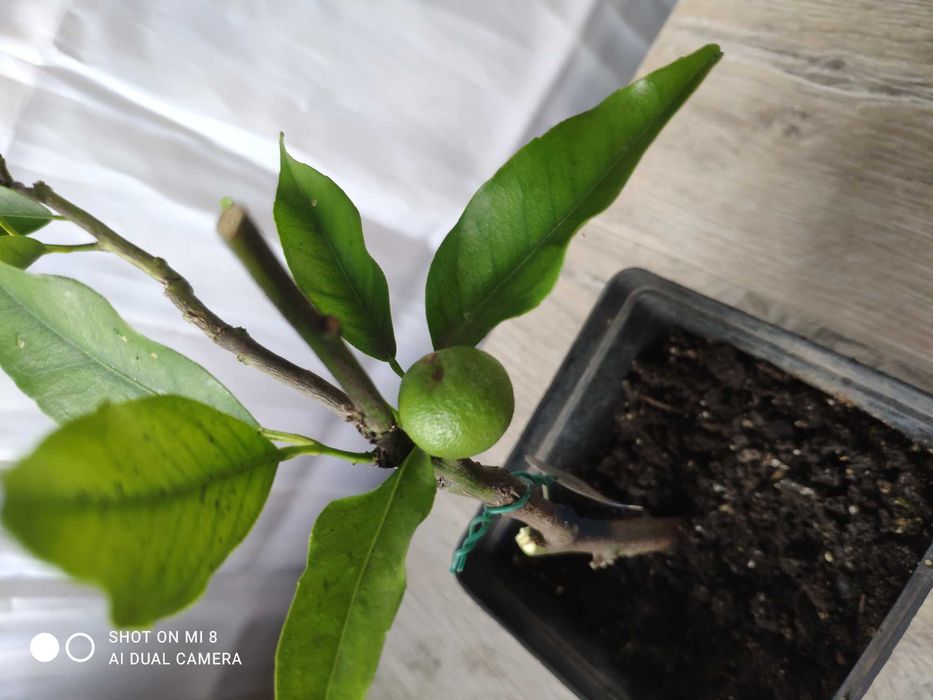 мандарин "Сентябрьский" с плодами