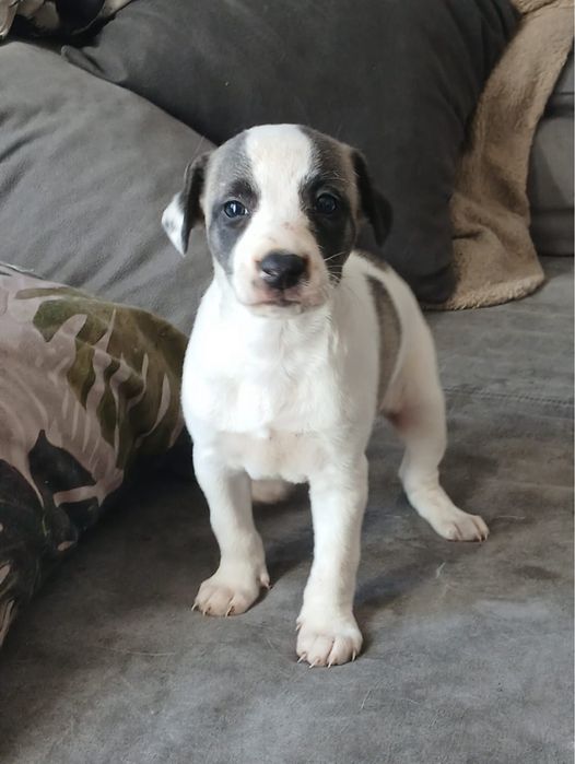 Chart Angielski Whippet śliczny piesek