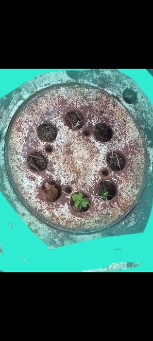 Obciążenie obciążniki koła tył c330