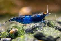 Camarões Neocaridina Blue Dream Low Grade