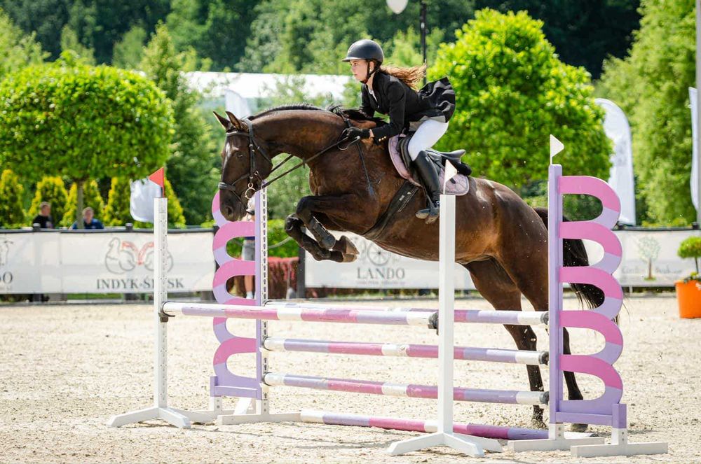 Idealny koń dla Amatora