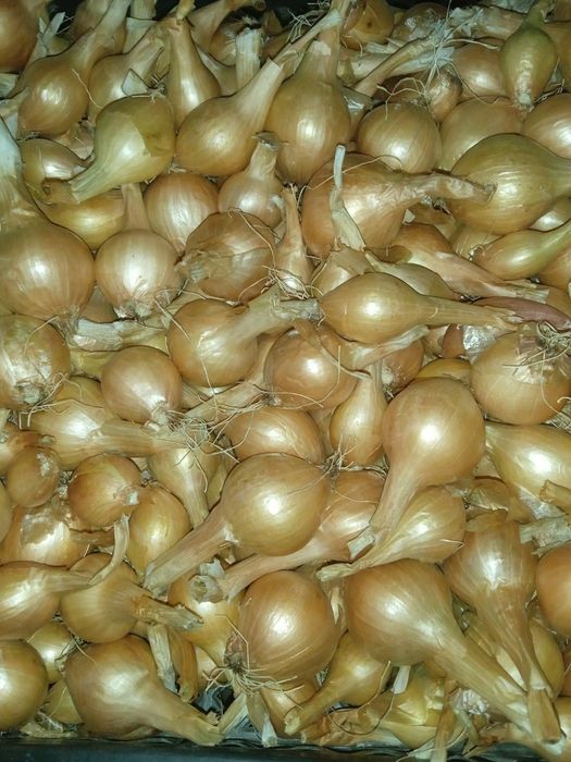 Кущова, цибуля, часник воздушка