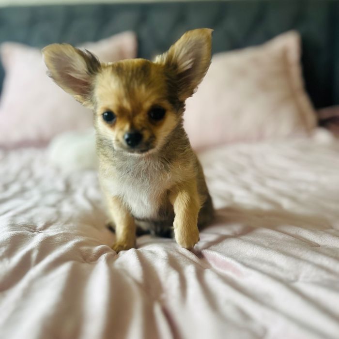Chihuahua długowłosy